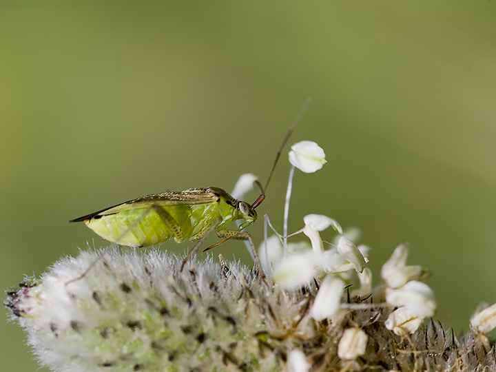 Identificazione